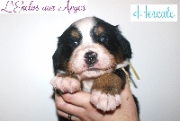 HERCULE (chiot jaune)