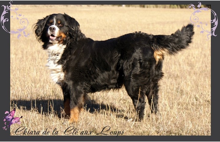 Ckiara de la clé aux loups